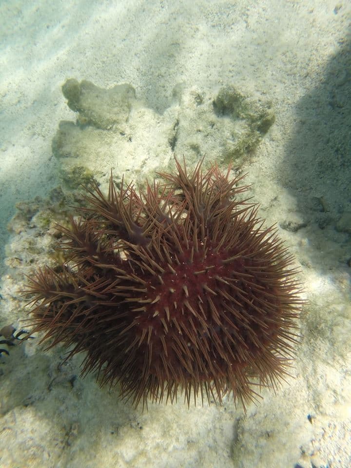One of the most noticeable features of the crown-of-thorn starfish is their spines, which may be up to two inches long.