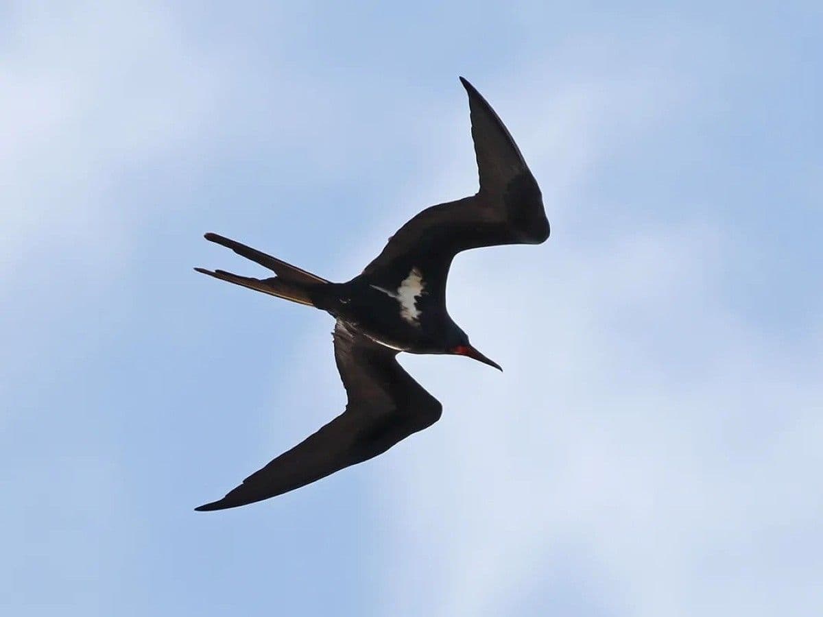 male lesser frigatebird