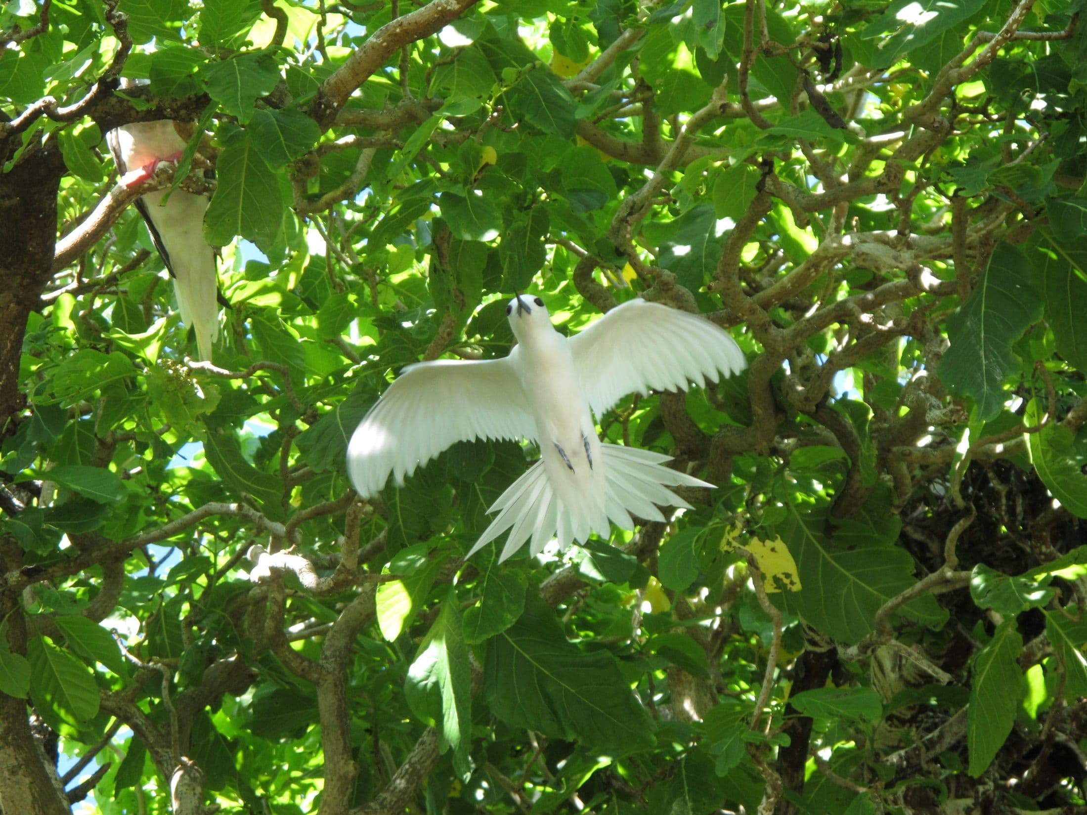 white tern in the Pisonia forest on motu Reiono