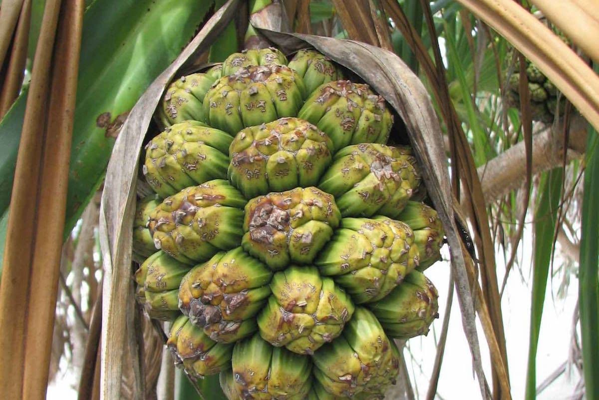 Leaves provide material for roofing, baskets, mats, and toys