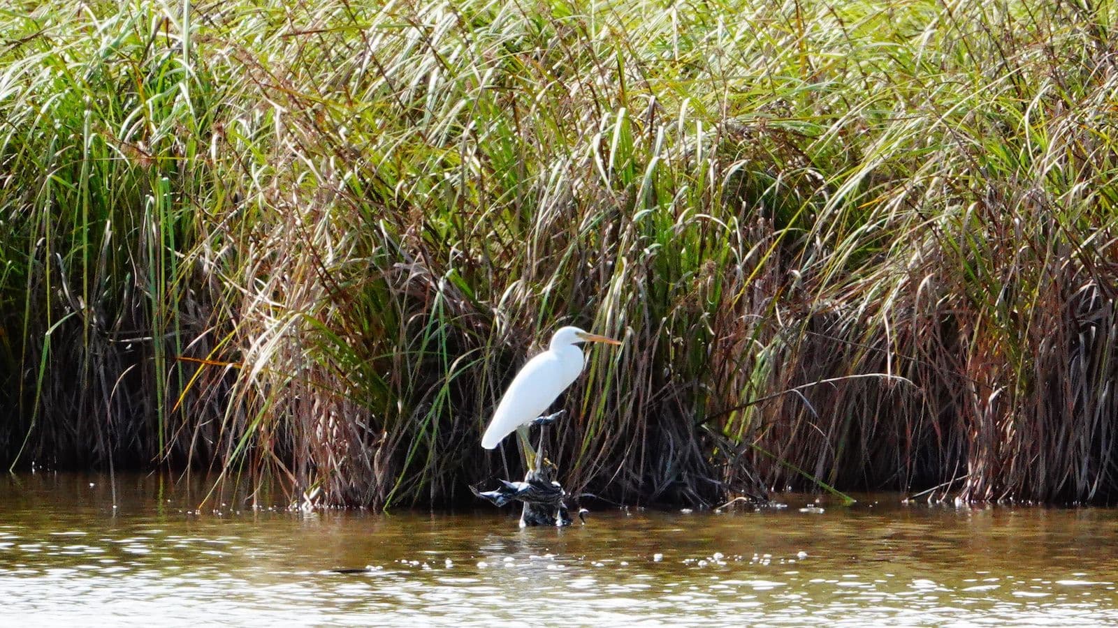 cladium and egret on the motu