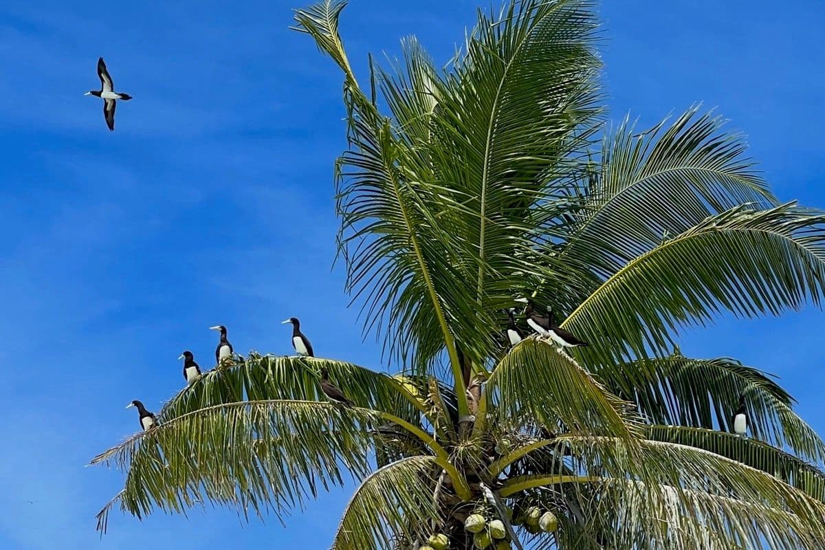 brown boobies in a coconut tree
