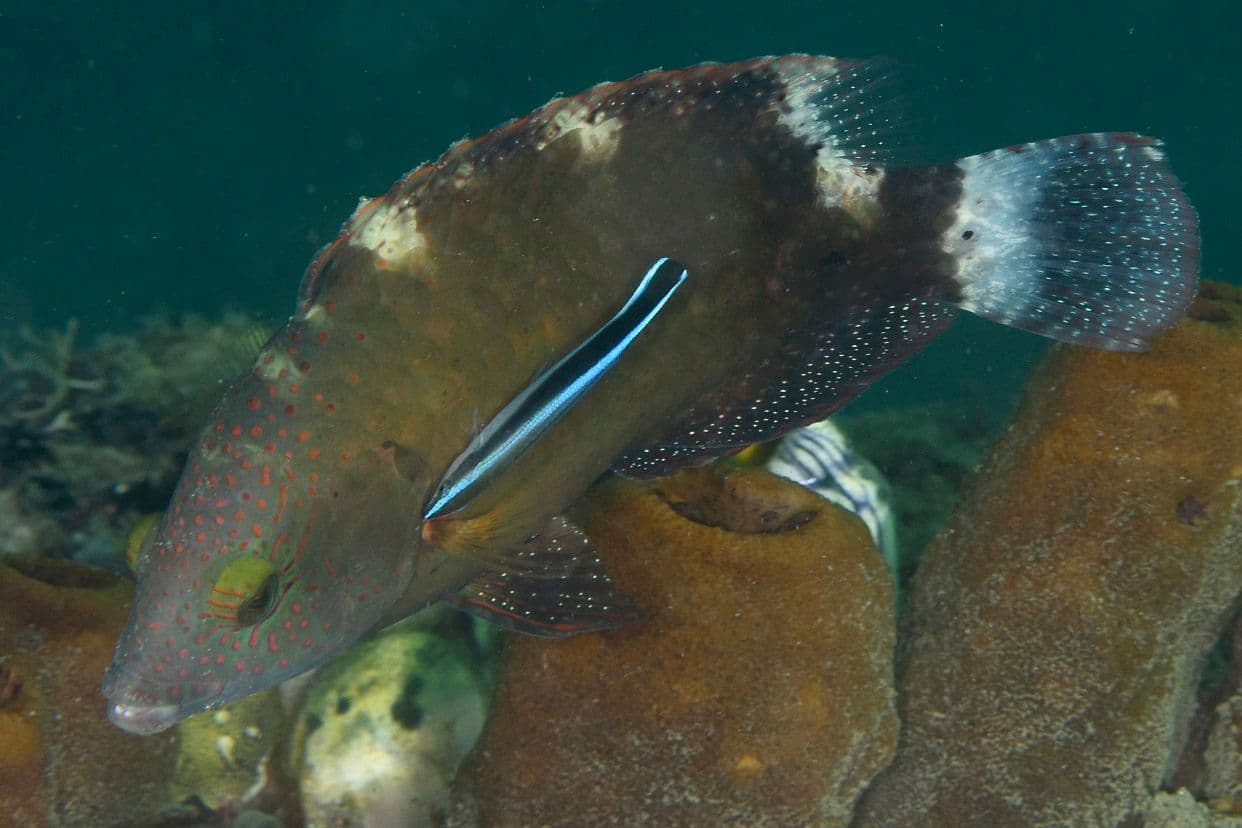 It eats minuscule, parasite crustaceans that are found in other fish, hence its name “cleaner”.