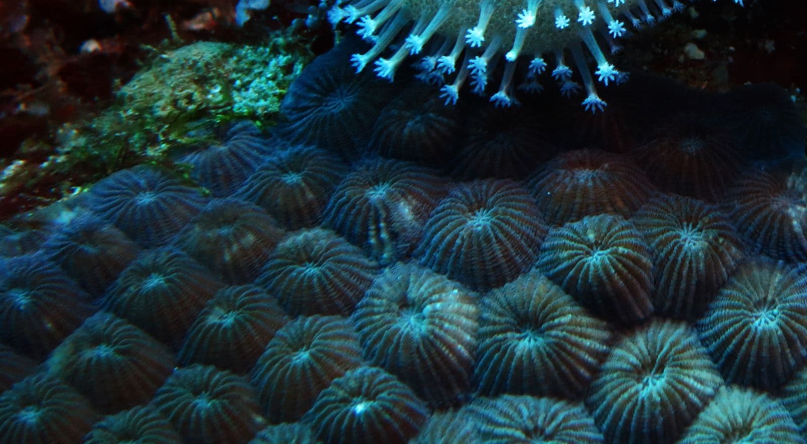 healthy corals
