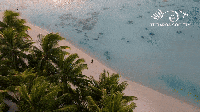 Turtle sanctuary