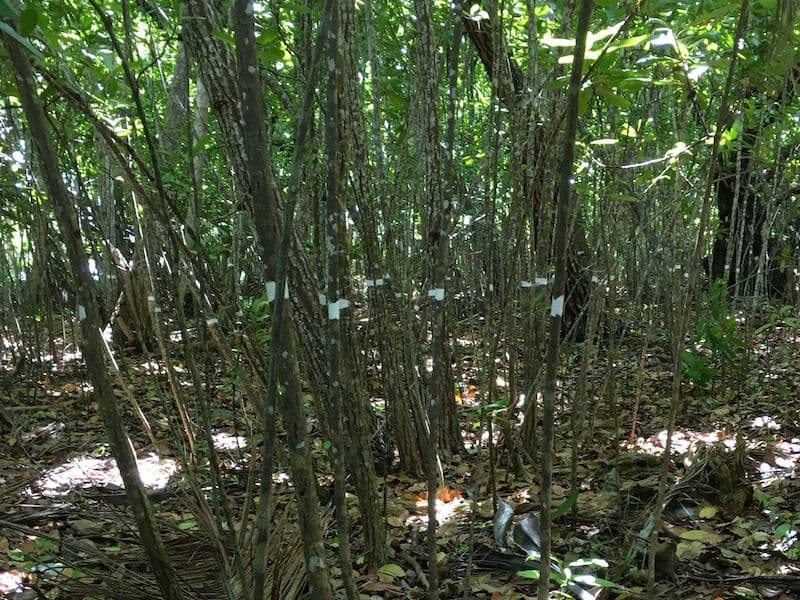 A stand of Tamanu trees - they've been measured, counted, and marked as part of the forest plots study