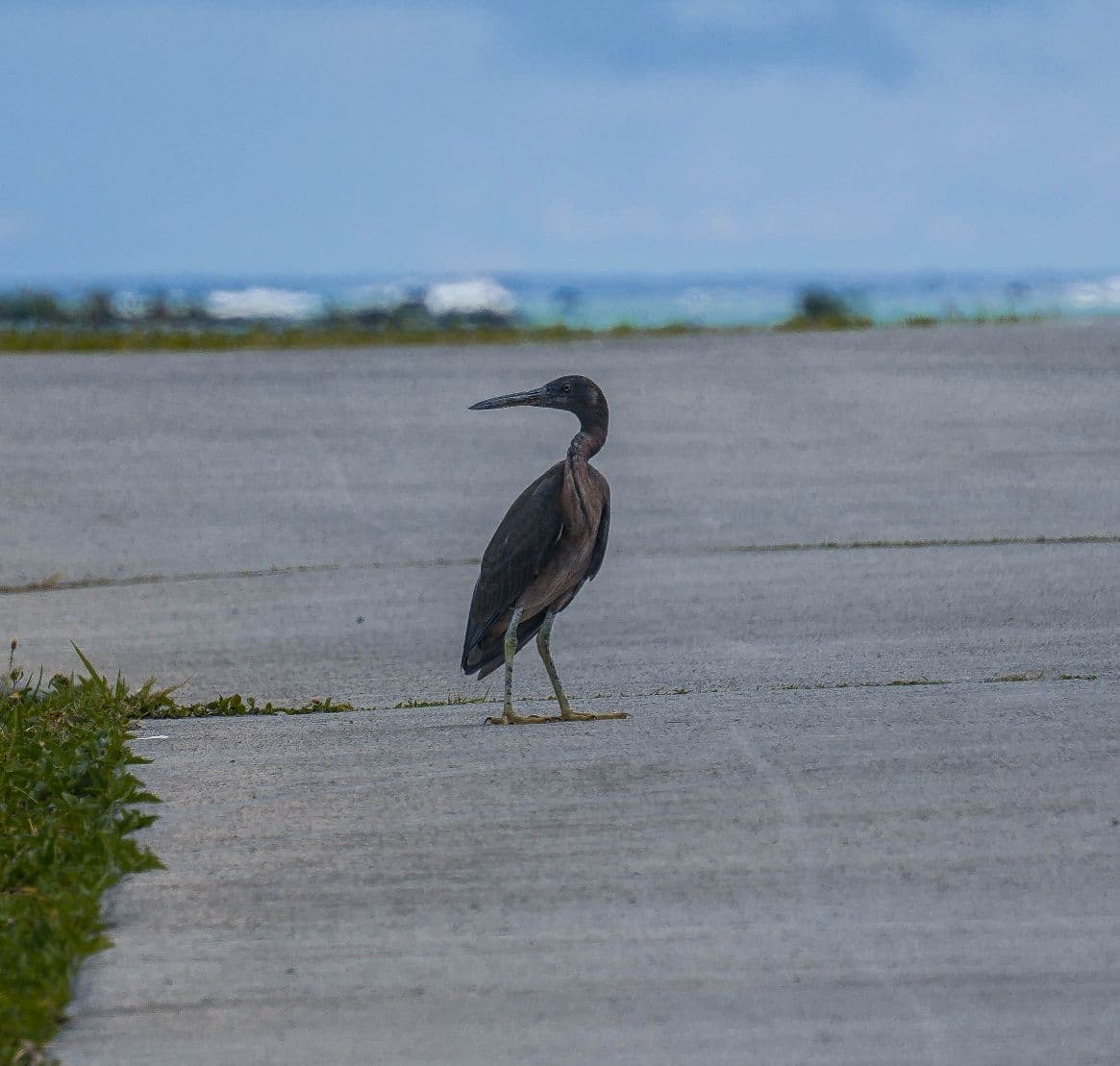 Pacific reef egret