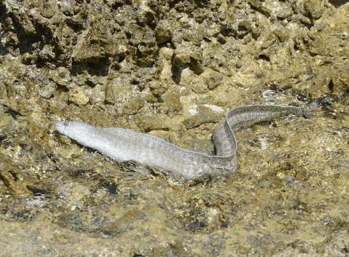 The Peppered Moray Eel inhabits the shallow intertidal areas of the reef flat