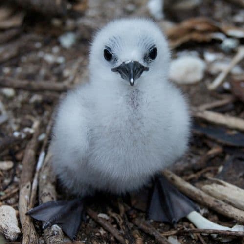 Baby Brown Noddy