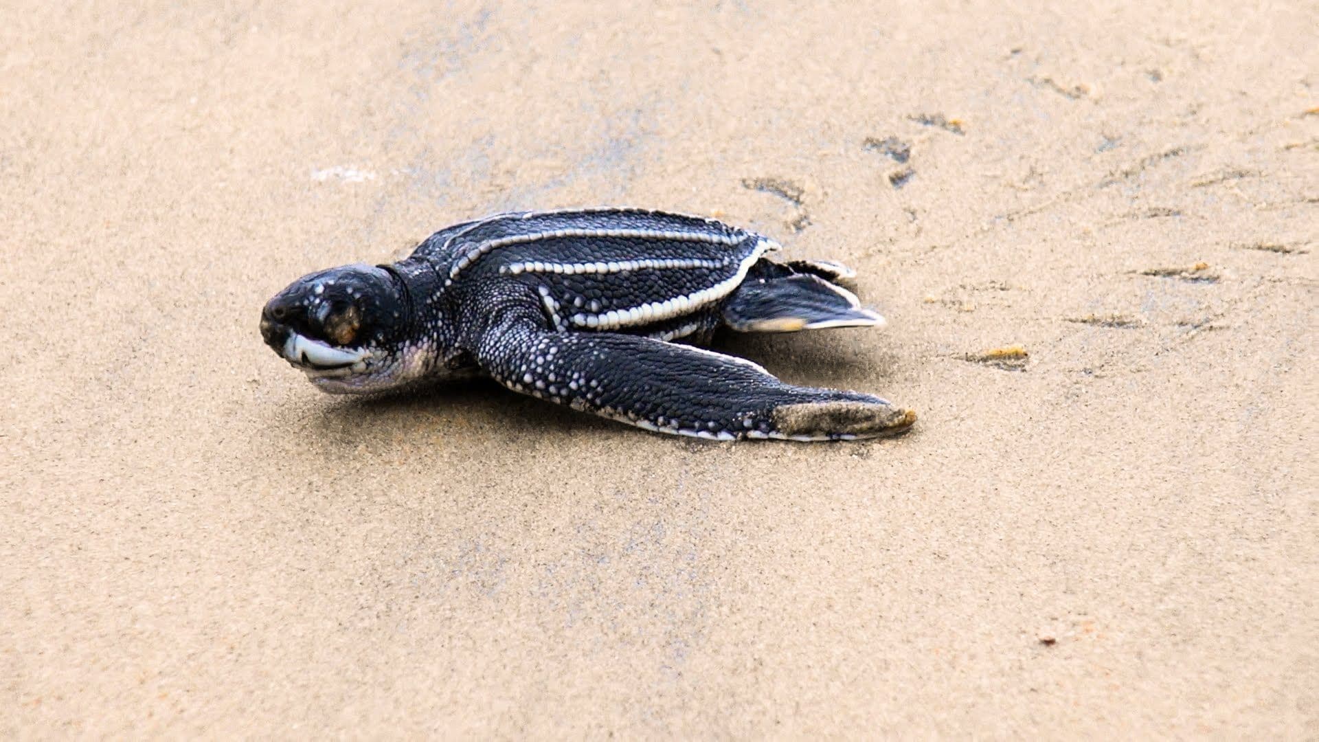 Juvenile leatherback turtle