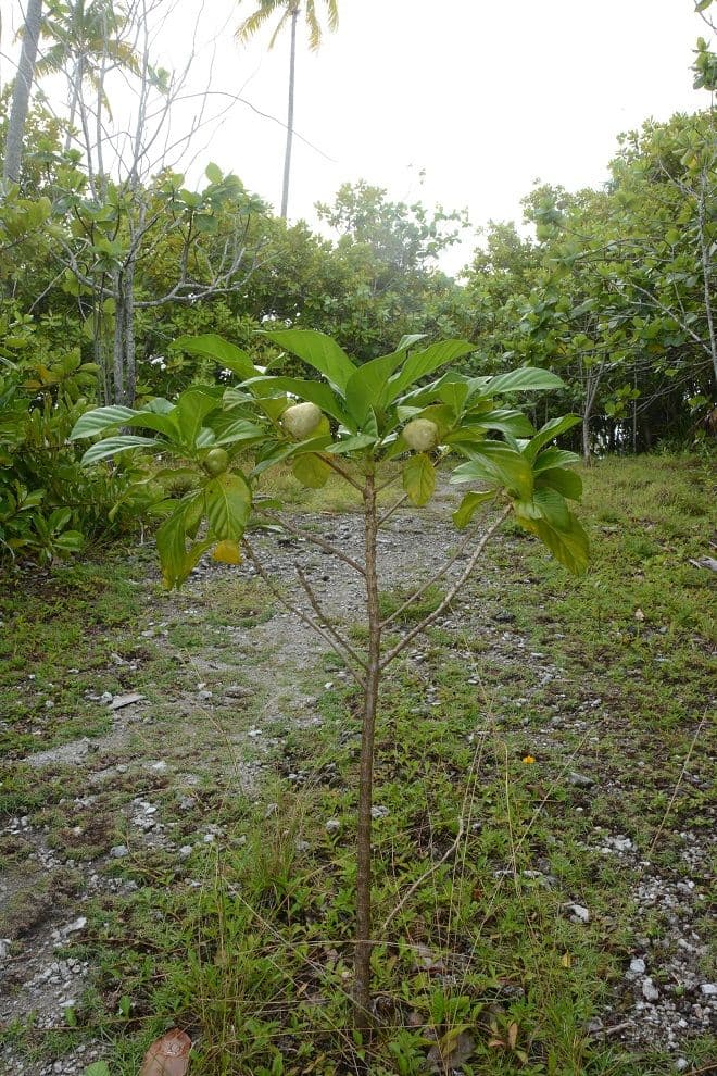 This plant has many medicinal properties.