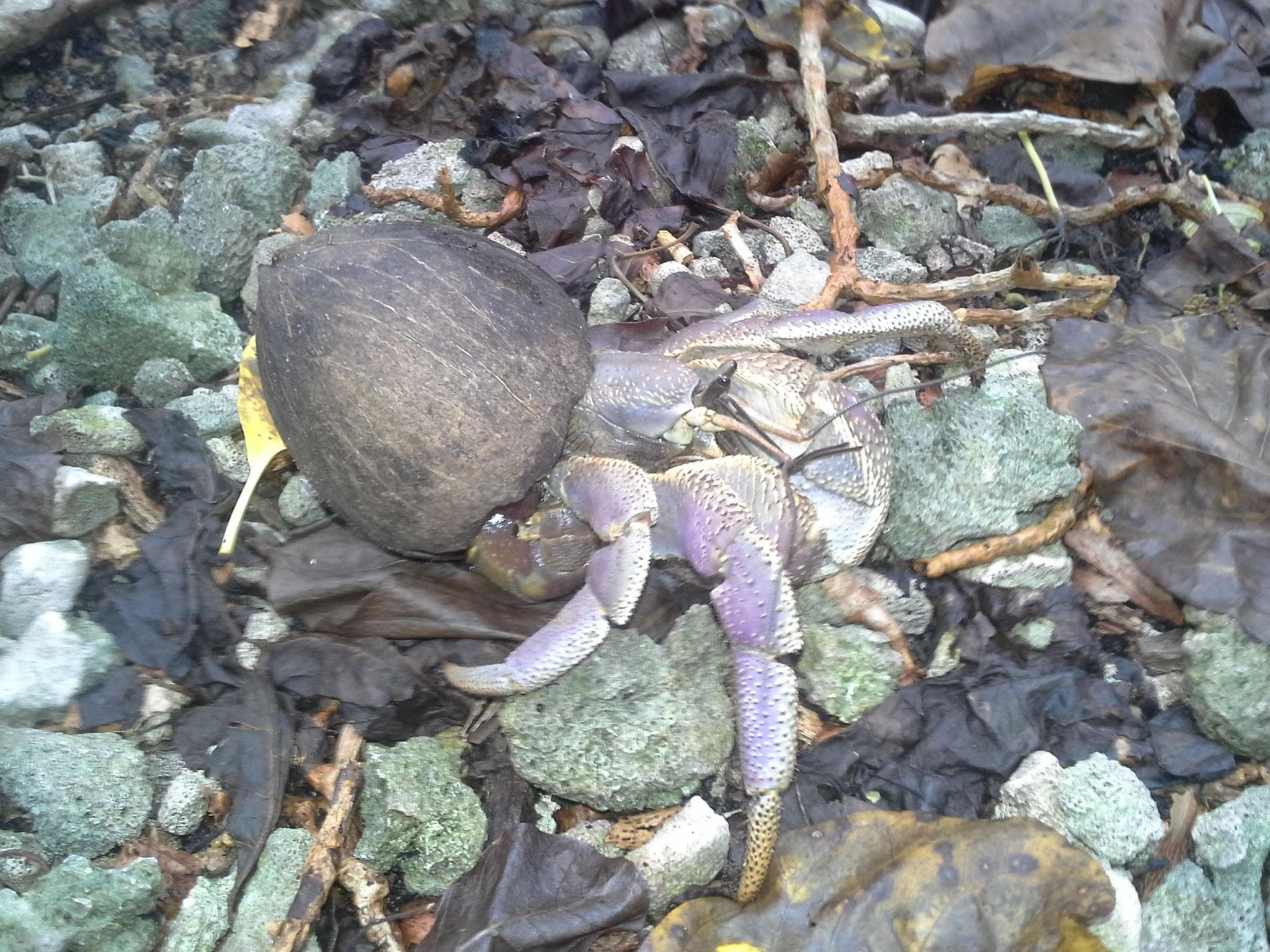 It is recognizable thanks to its color which is a range of purples and its cylindrical eye stalk