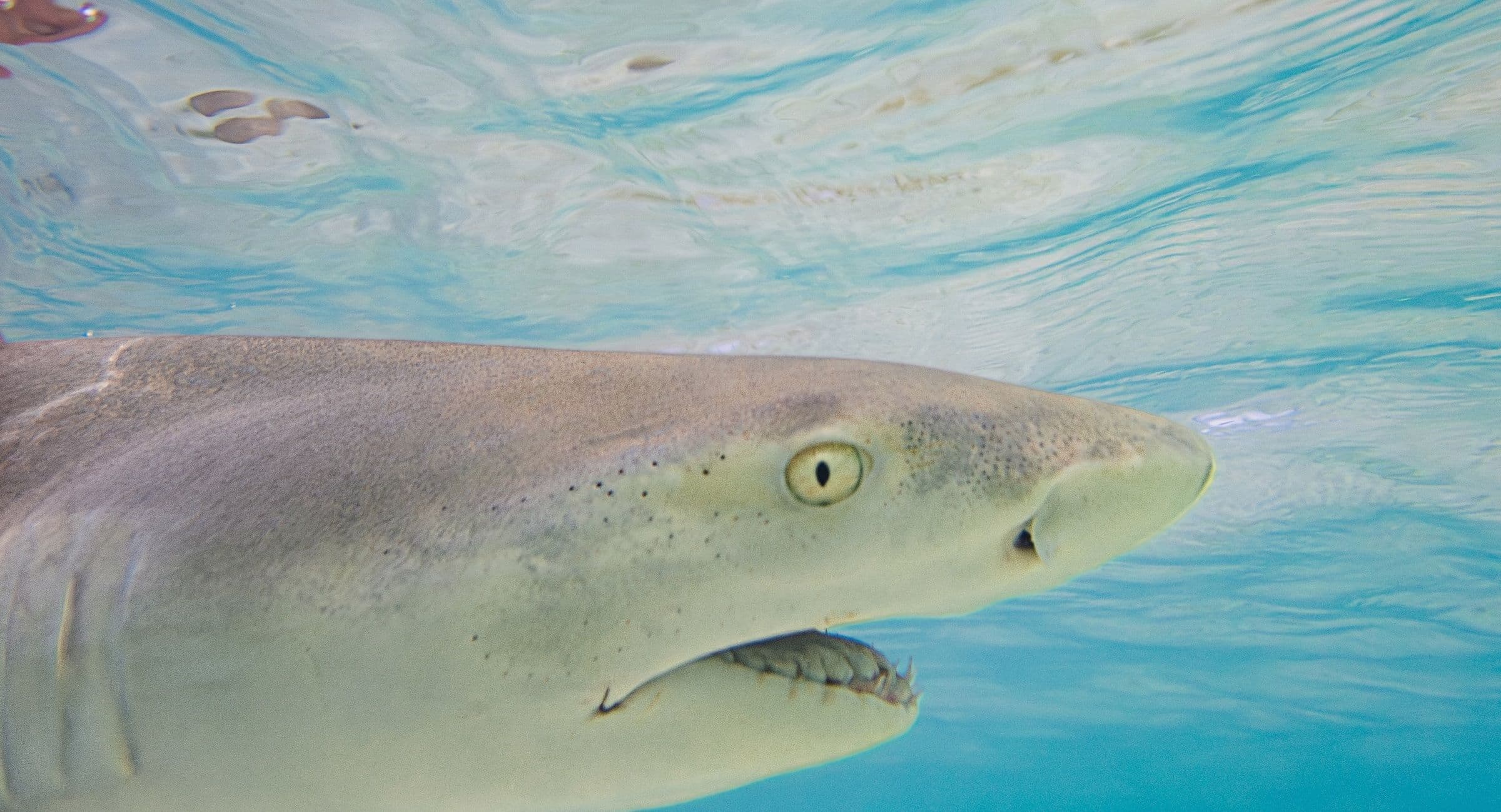 lemon shark