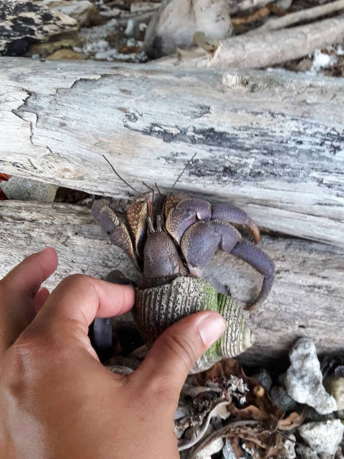 The Indonesian hermit crab is one of the largest that one can encounter on Tetiaroa. It is widespread in the Indo-Pacific.