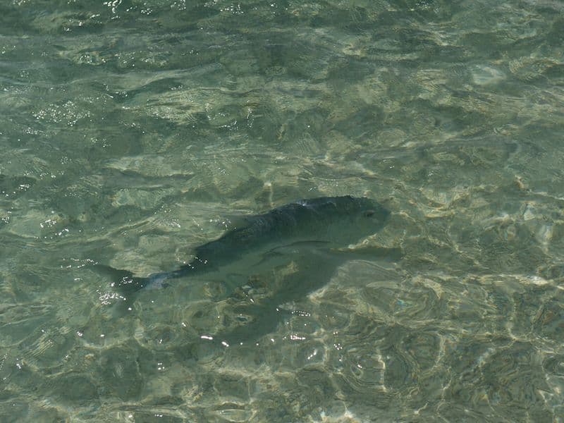 A friendly Tetiaroa trevally
