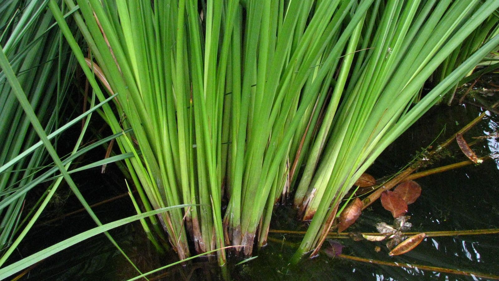 cladium