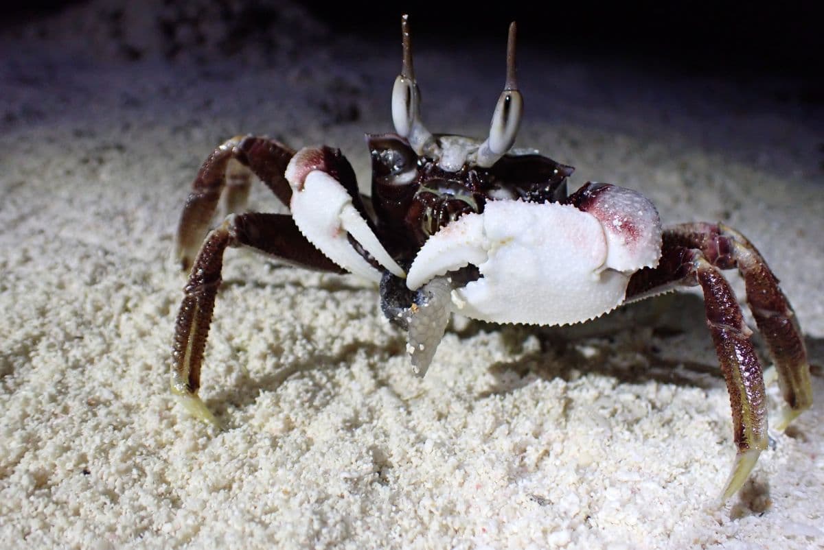 horned ghost crab