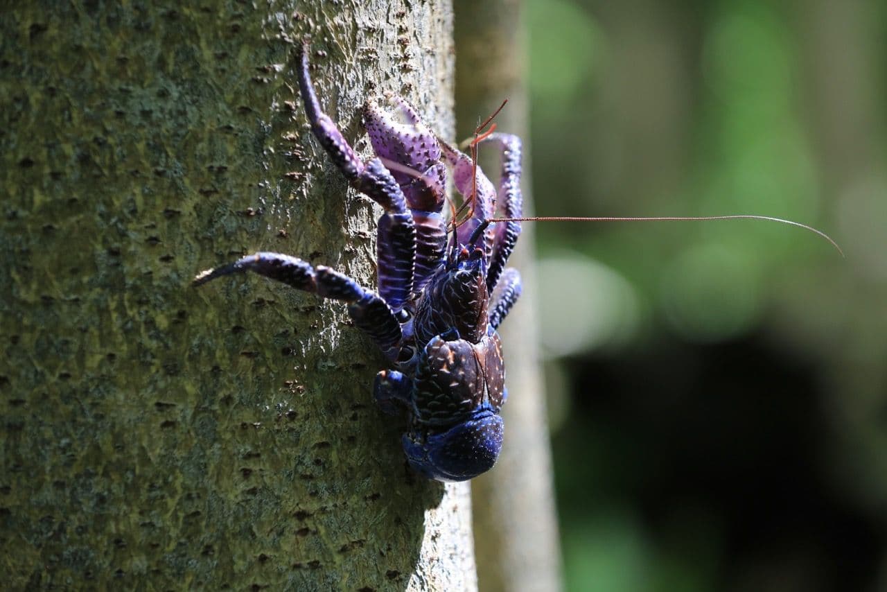 climbing crab