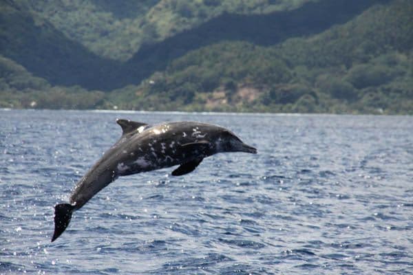 Rough-toothed dolphins are found year round in the waters of the Tuamotu and Society Islands.