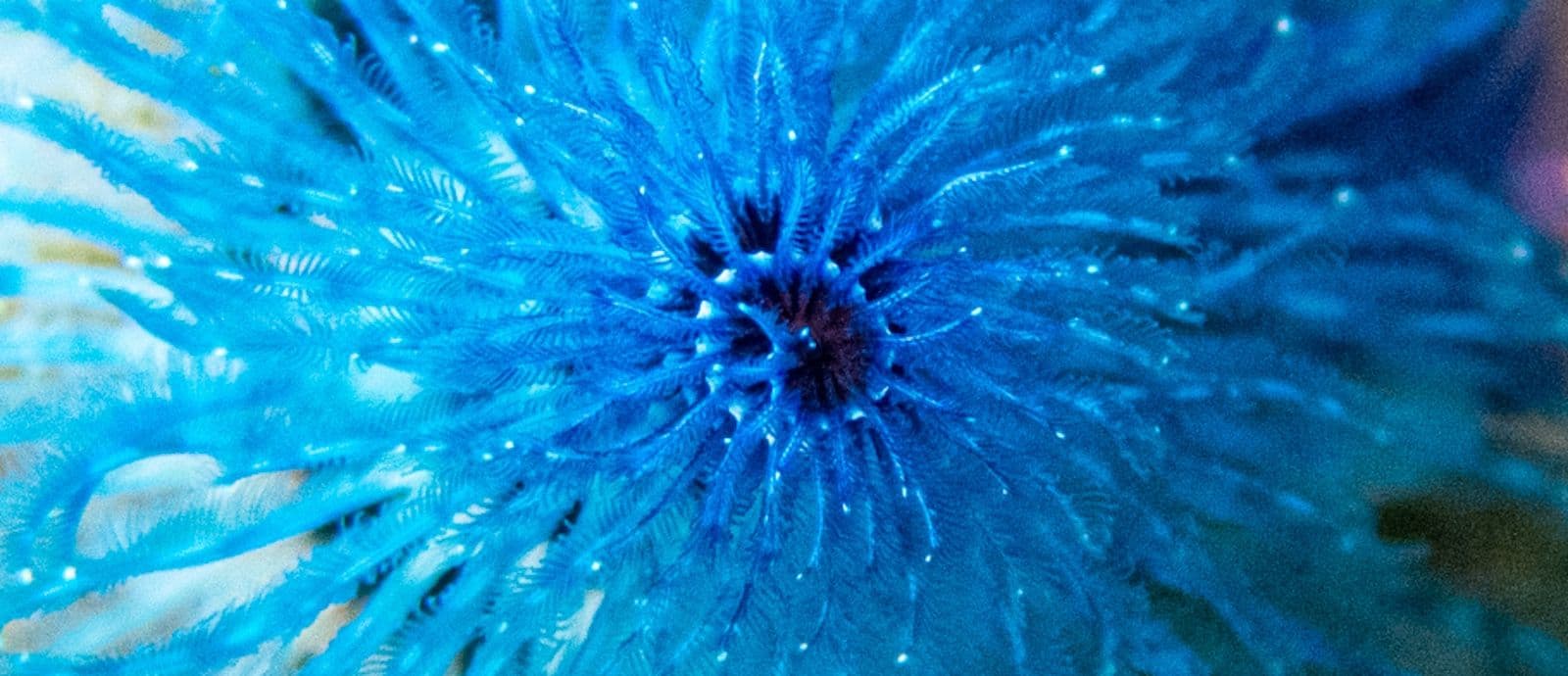 christmas tree worm