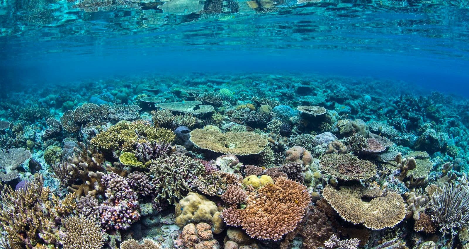 coral reef - photo credit Alex Mustard