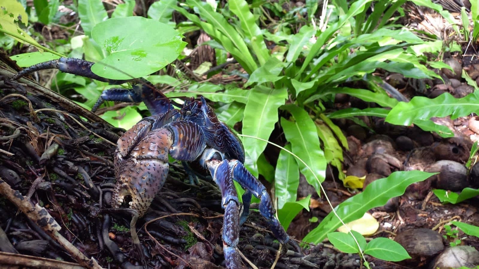coconut crab in the tetiaroa forest