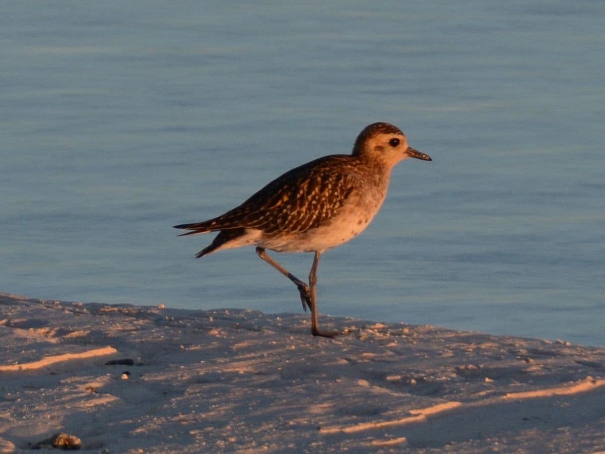 Pacific golden plover