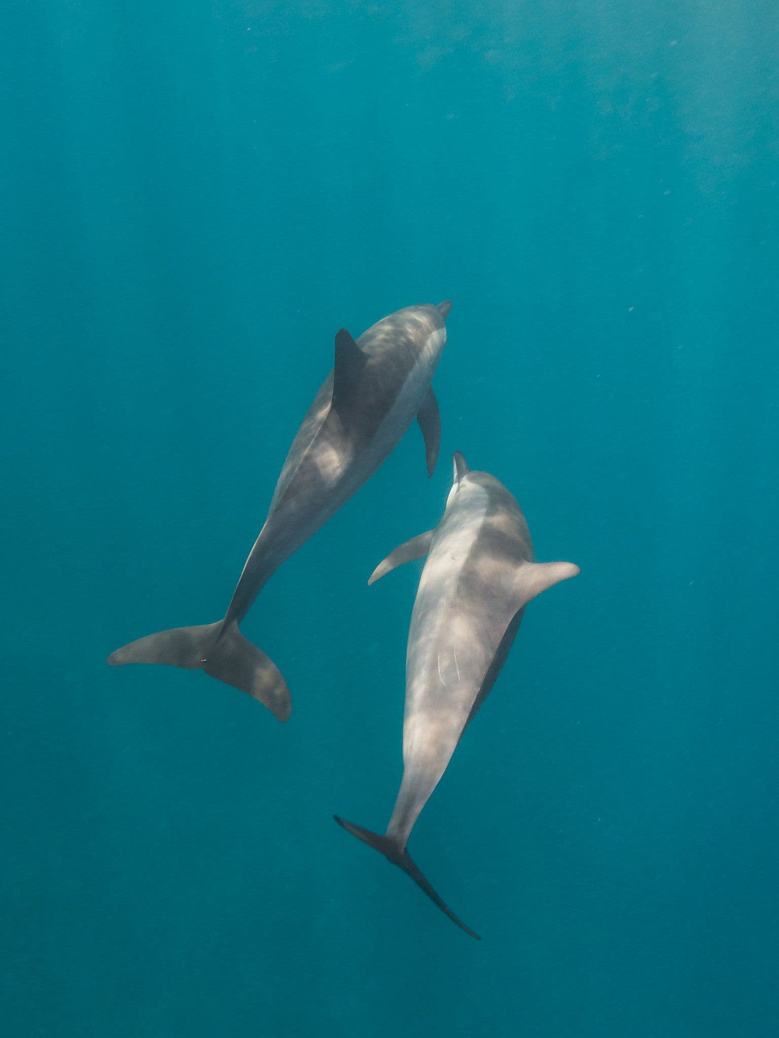 They are called spinner dolphins because of their acrobatic tendencies.