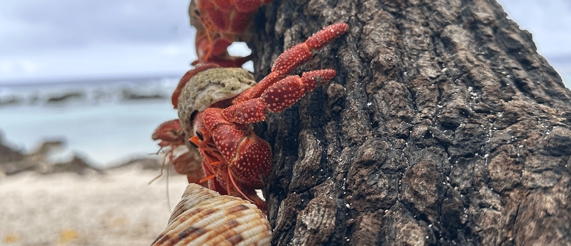climbing strawberry hermit crab