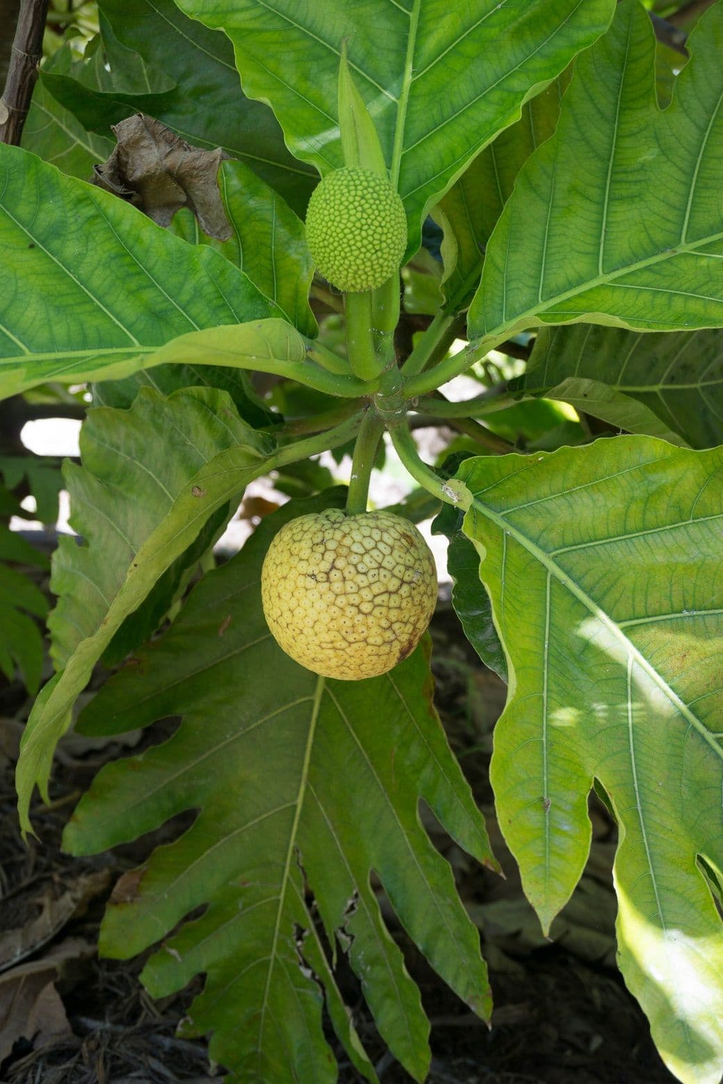 The fruit can grow larger than a volley ball, and is a fundamental staple of the Polynesian diet.