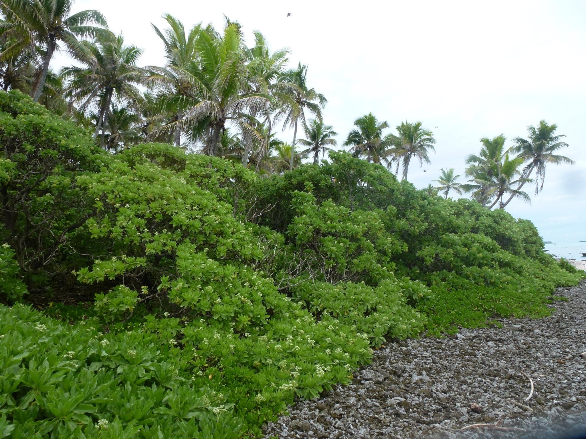 Growing along the shore