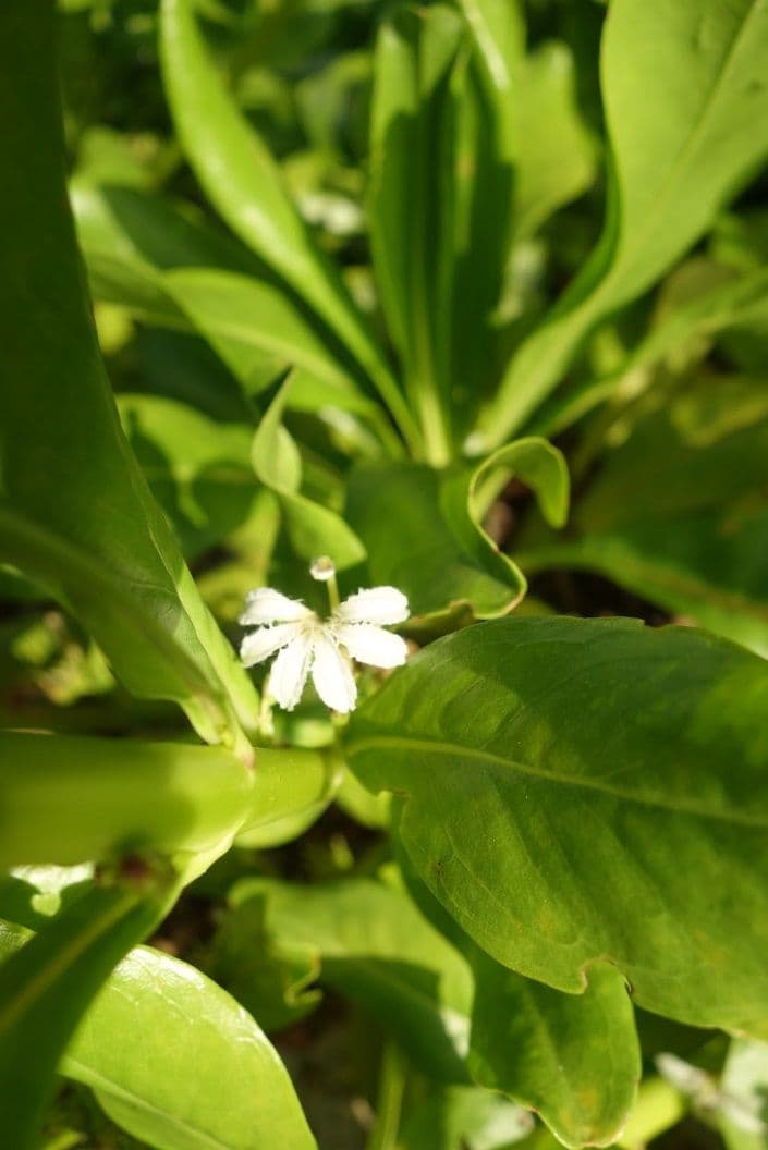 The shrub distributes its seeds by using oceanic currents and endozoochory: some birds eat its seeds.