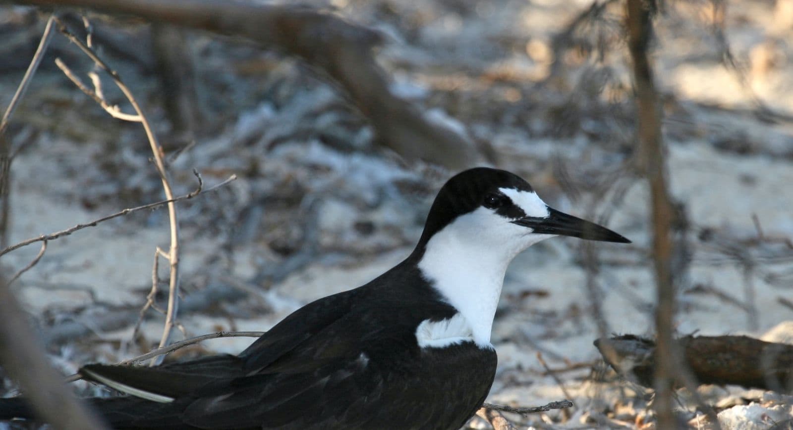 sooty tern