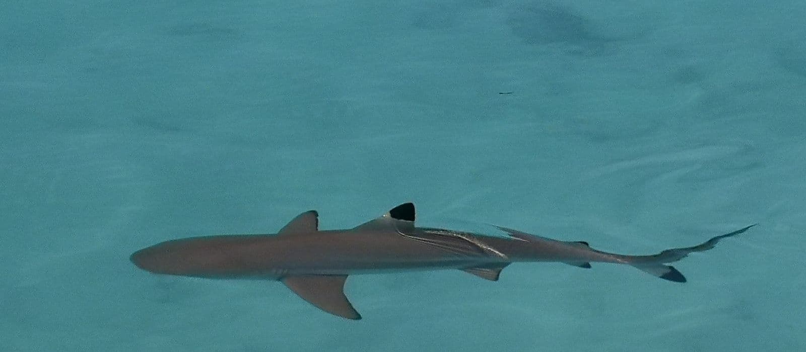 blacktip in the lagoon