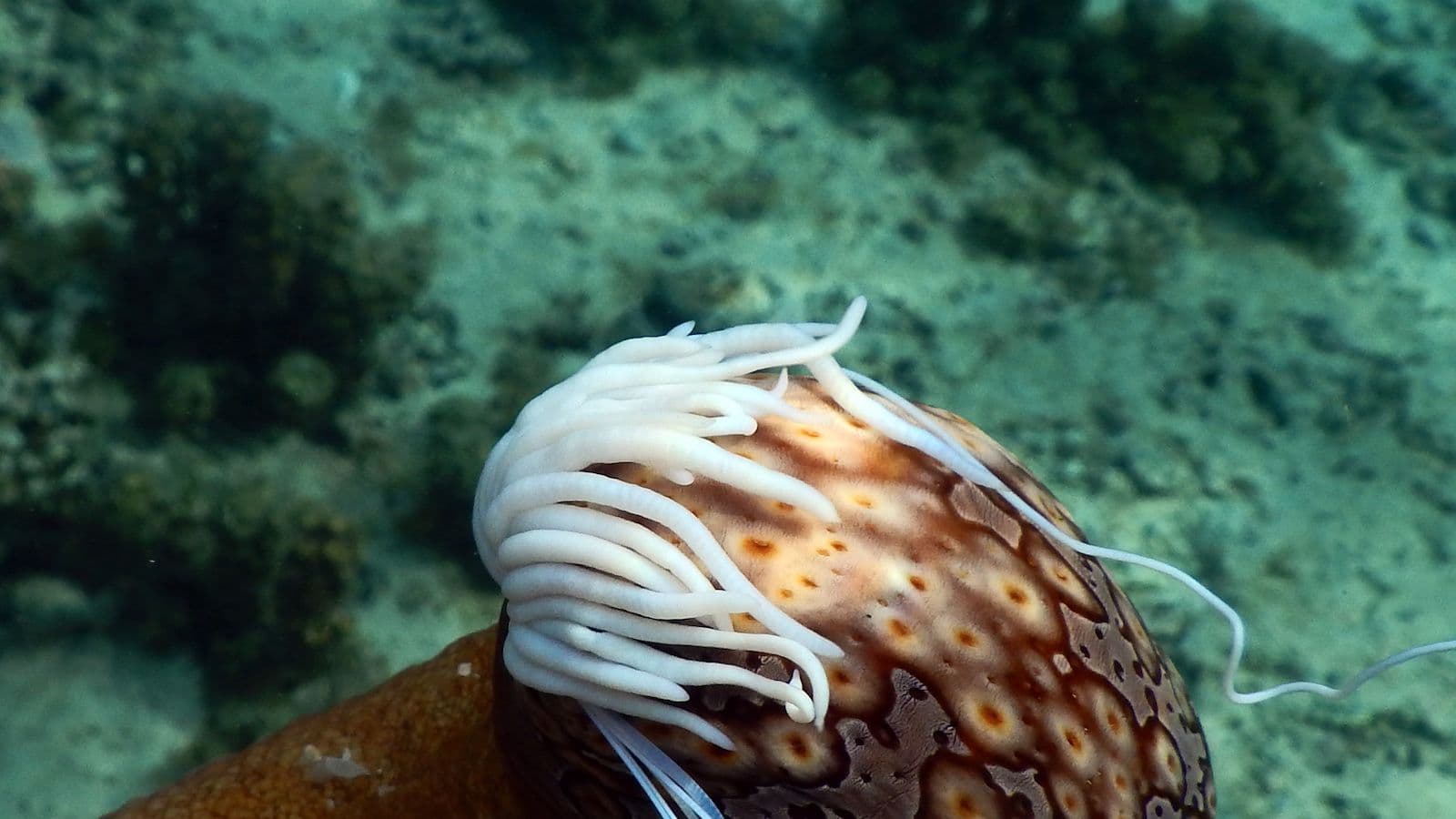 sea cucumber with sticky defense threads