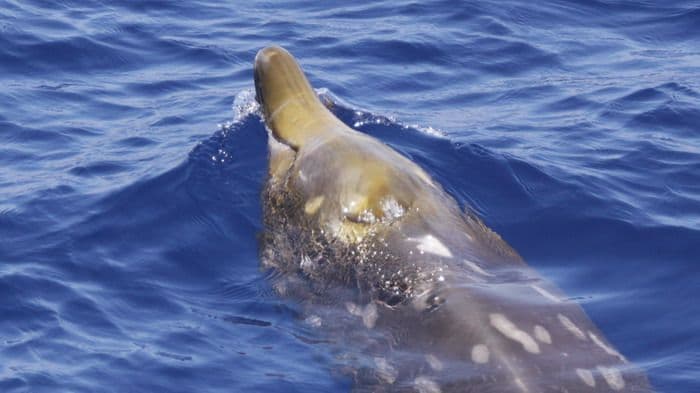 Blainville's beaked whale at the surface