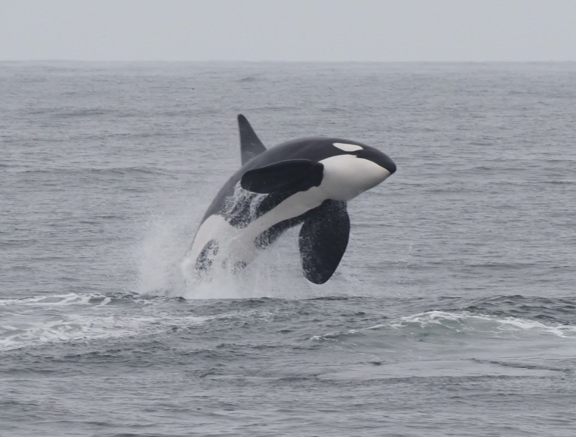 The orca is rare in French Polynesia.