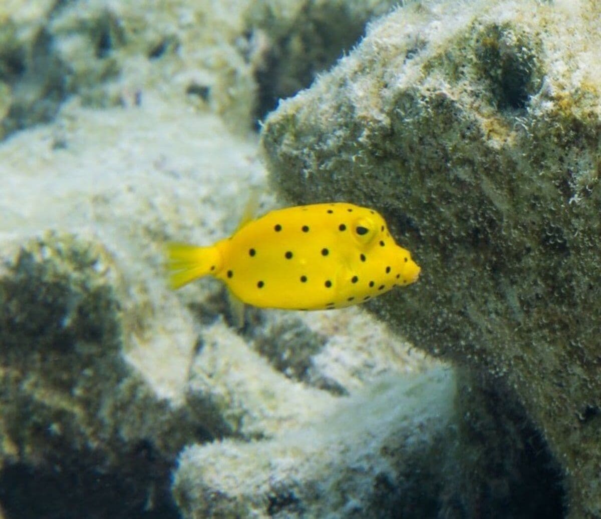 Its color varies from a bright yellow for juveniles to pale yellow for adults. It is present in speckled in black in both stages.