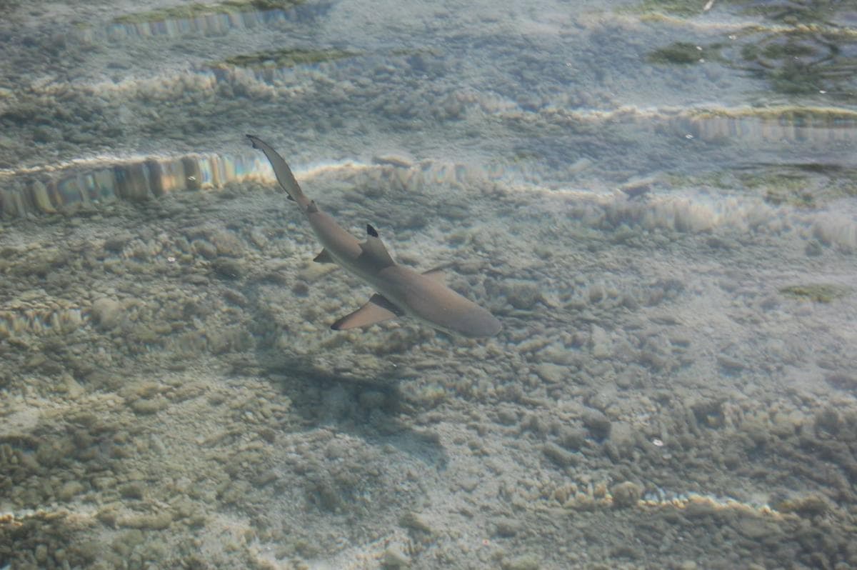 blacktip reef shark in the tetiaroa logoon