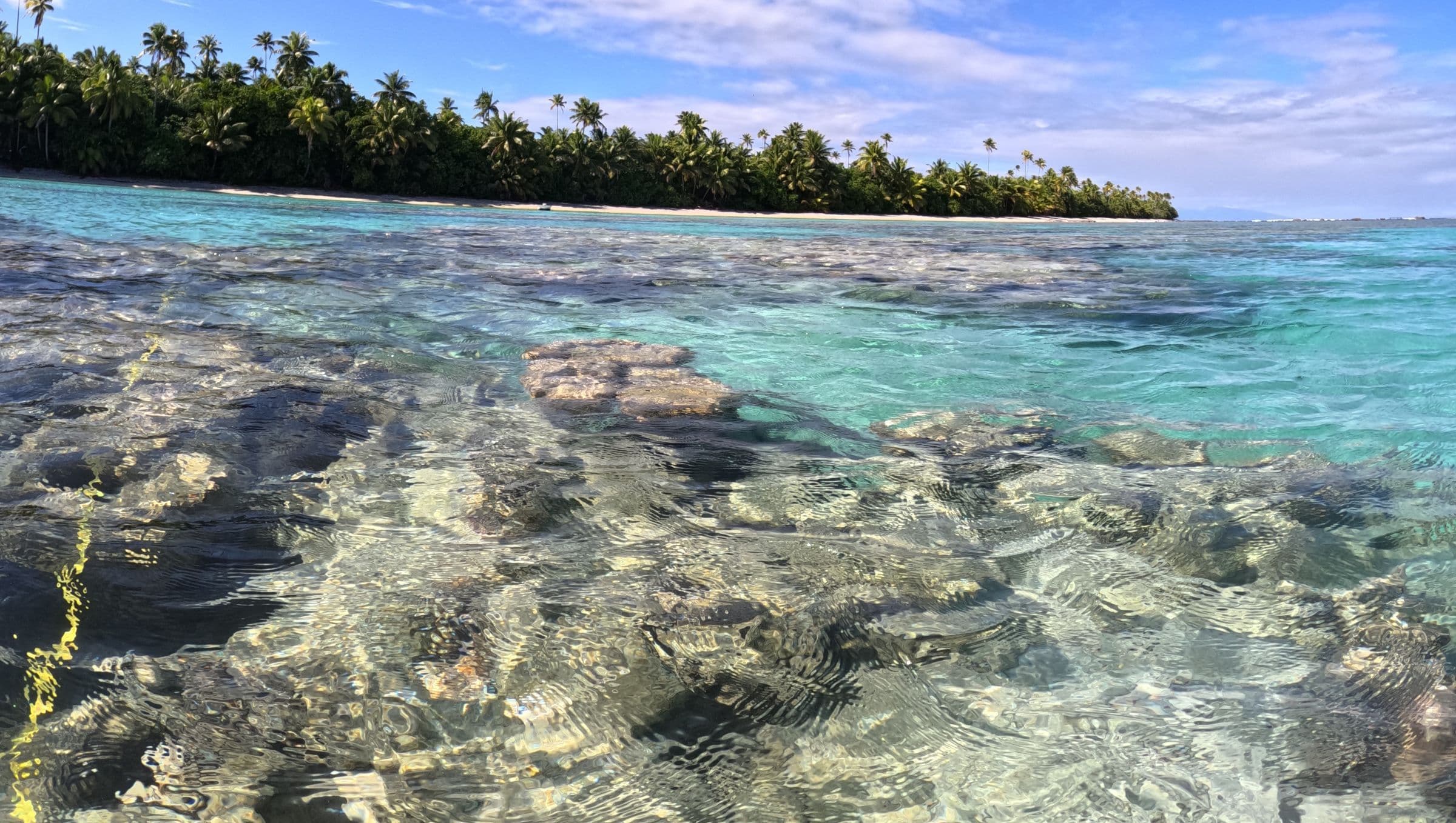 where the urchins thrive