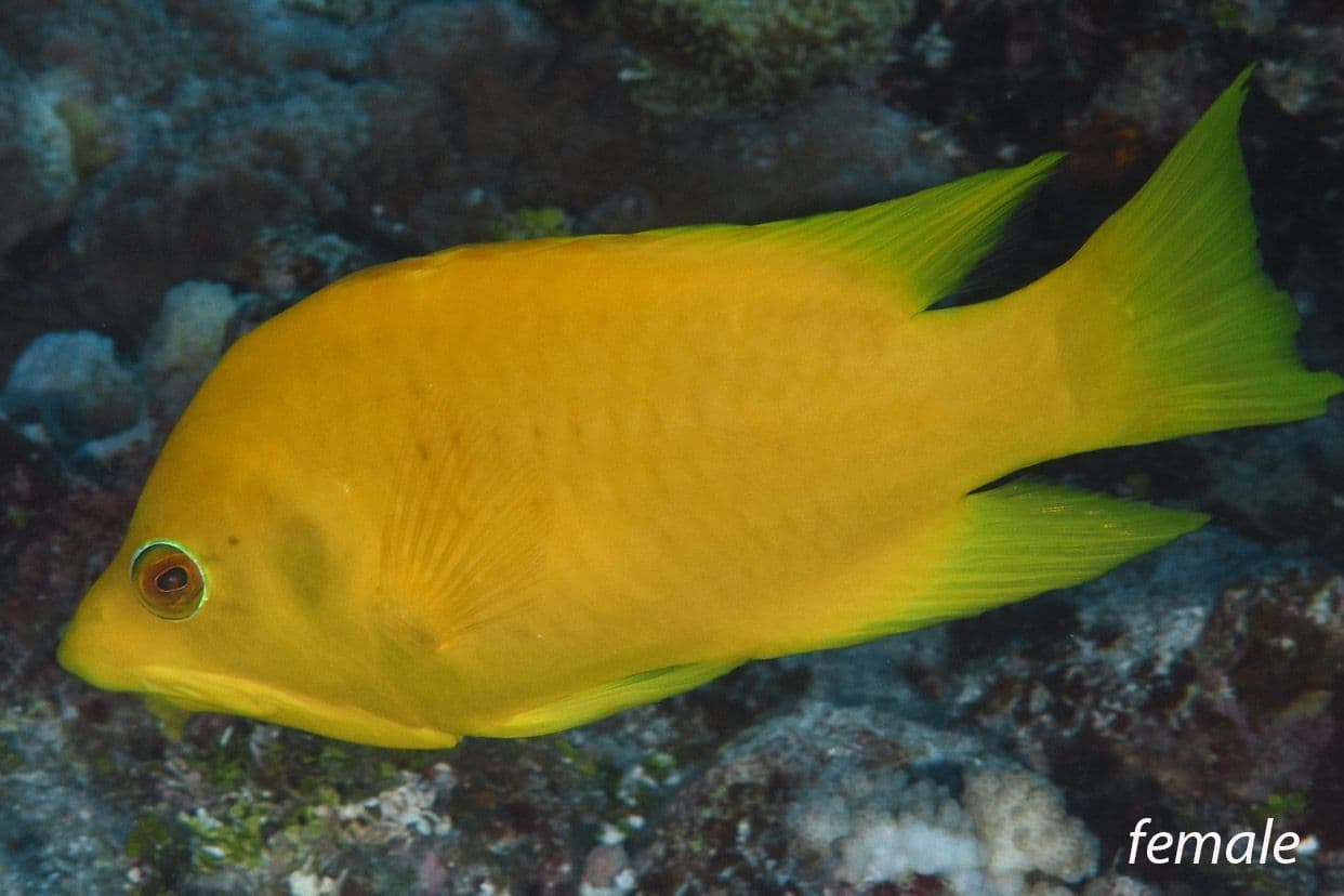 In its initial phase, Papae utu roa is yellow