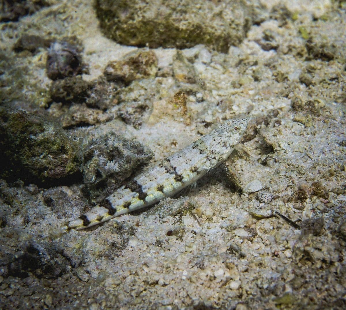 This fish eats small fish and shrimp that it ambushes.