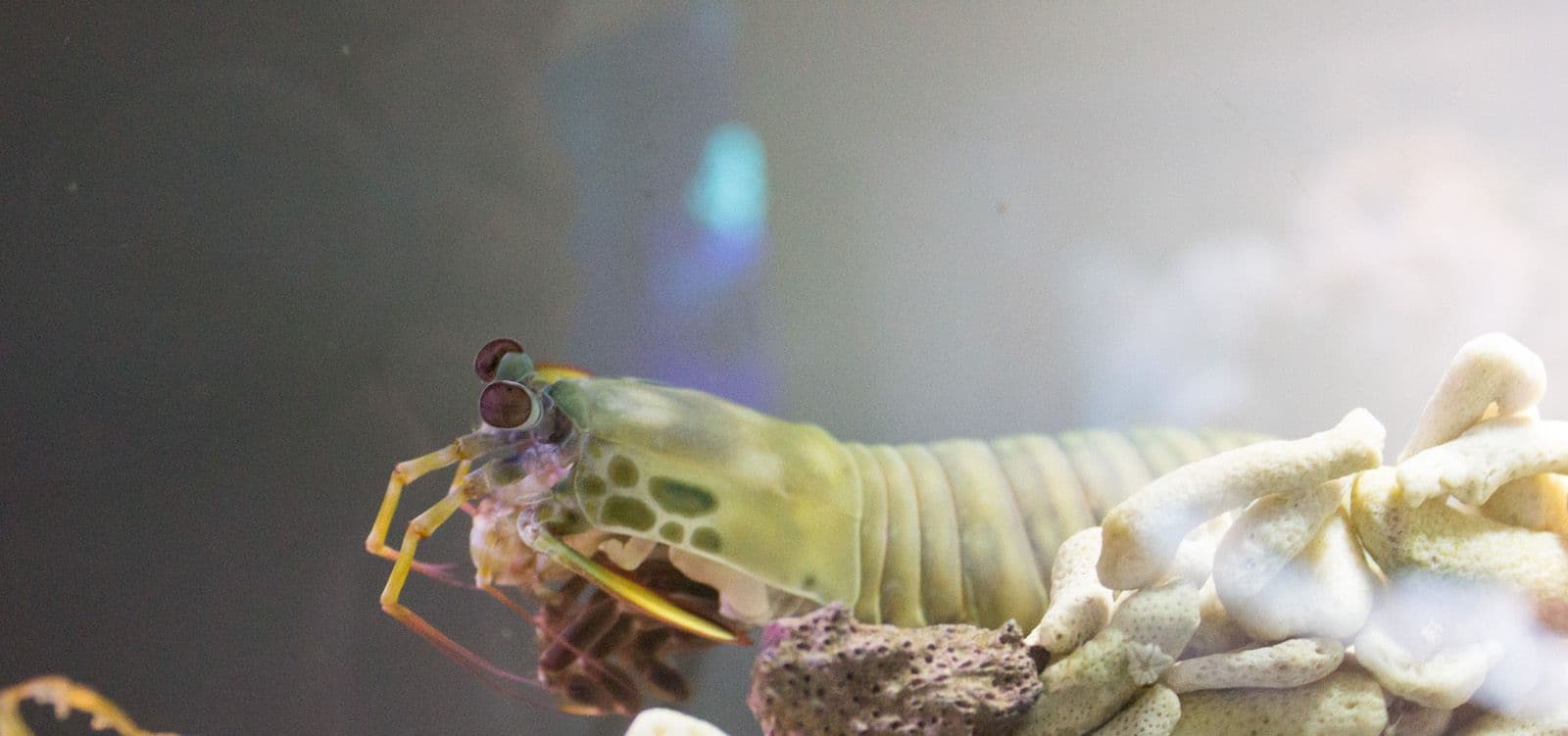 Mantis shrimp can live in aquariums