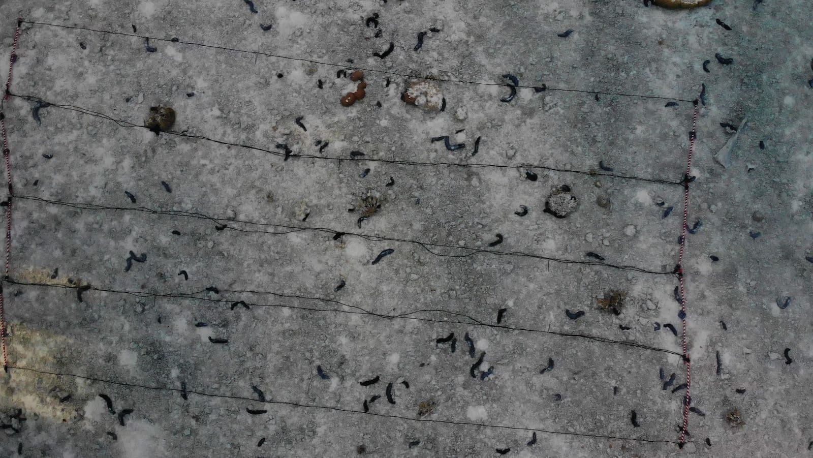 sea cucumber transects