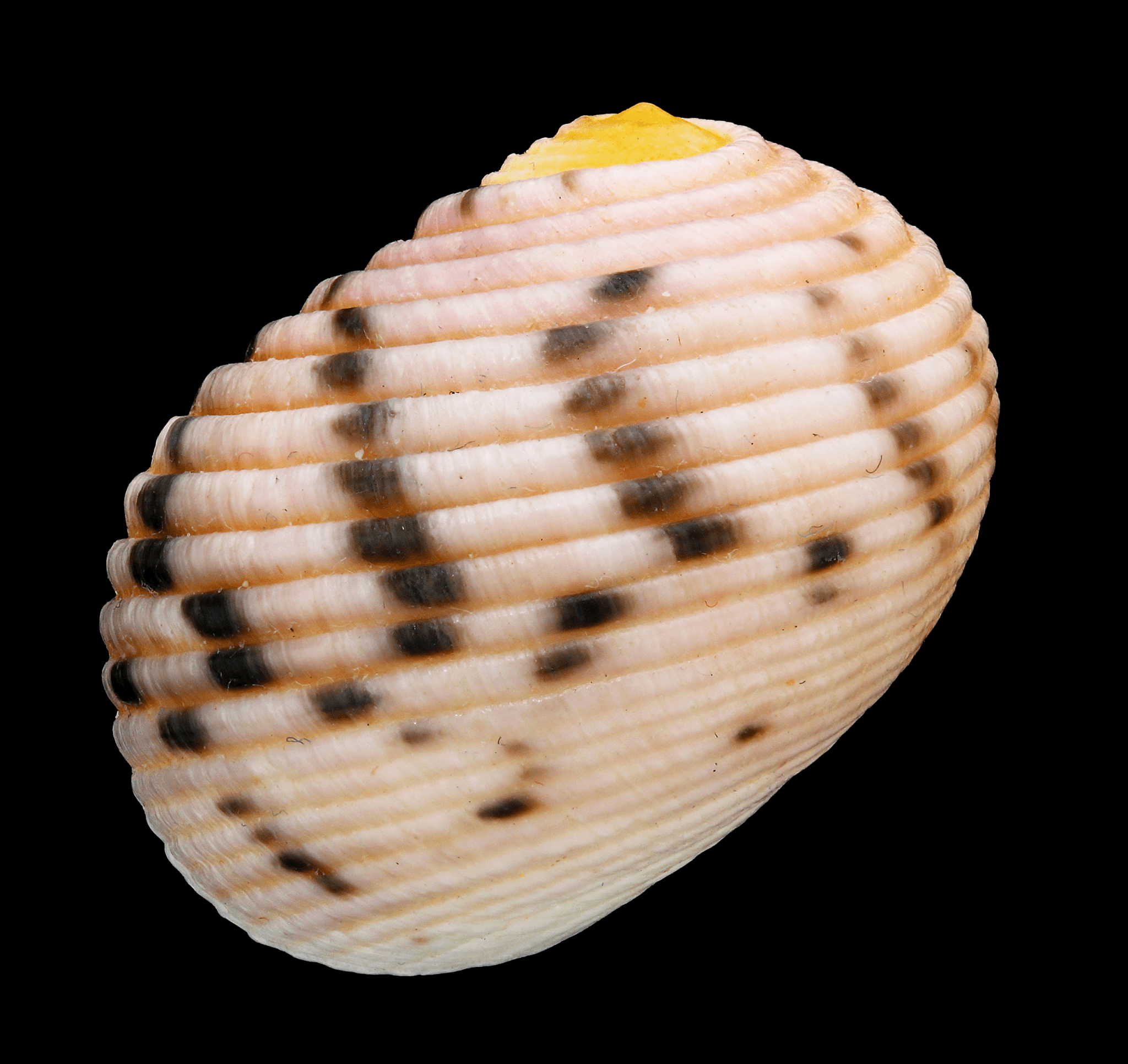 empty shell