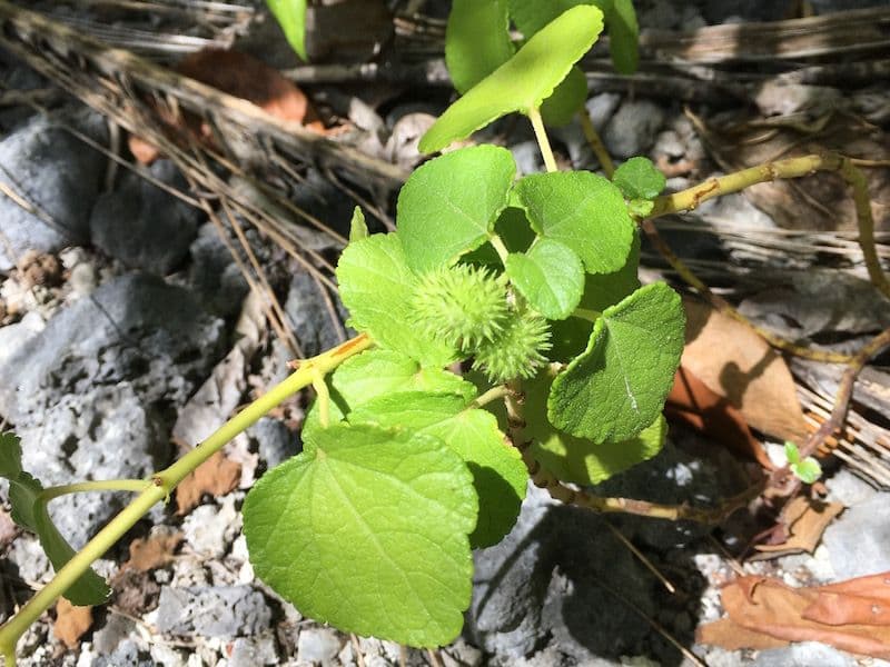 burred seed pods