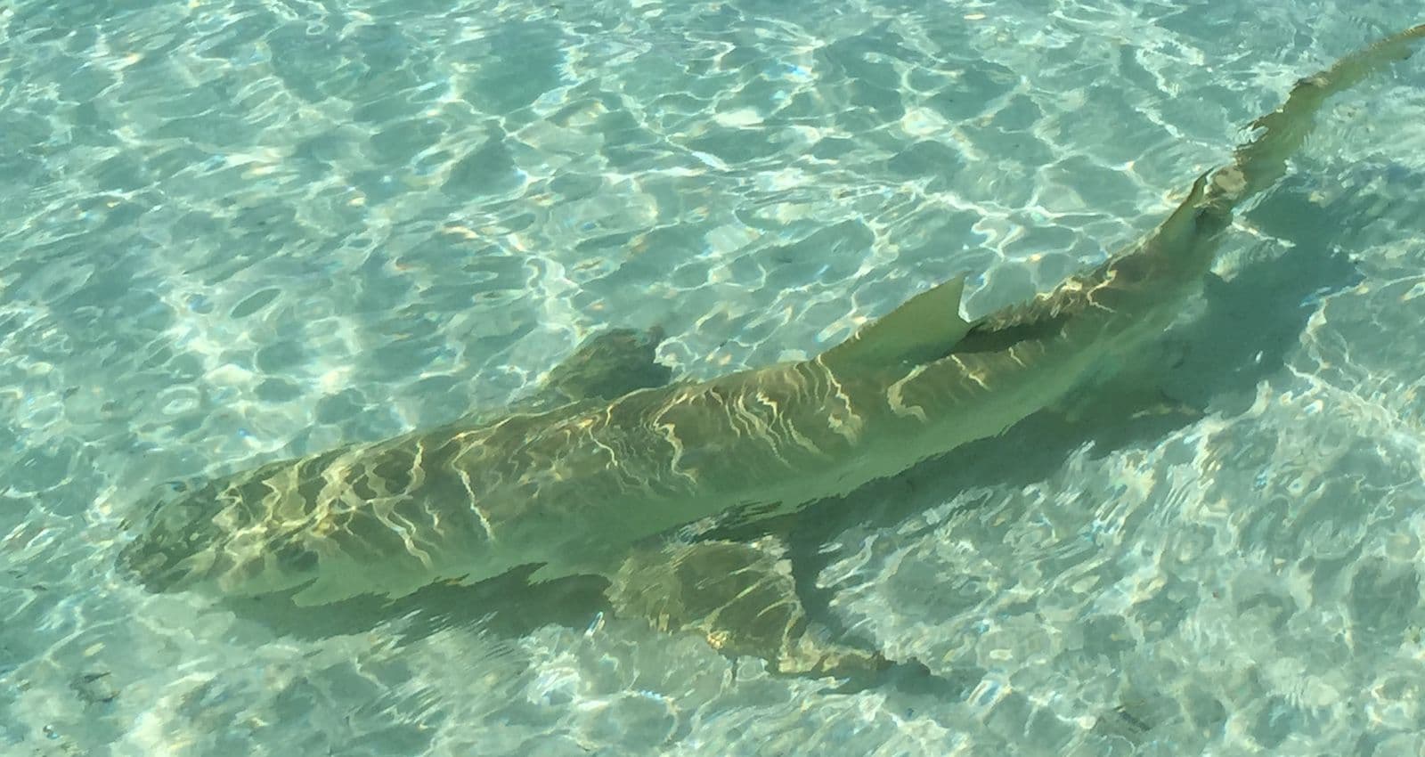 sickle-fin lemon shark in the Tetiaroa lagoon