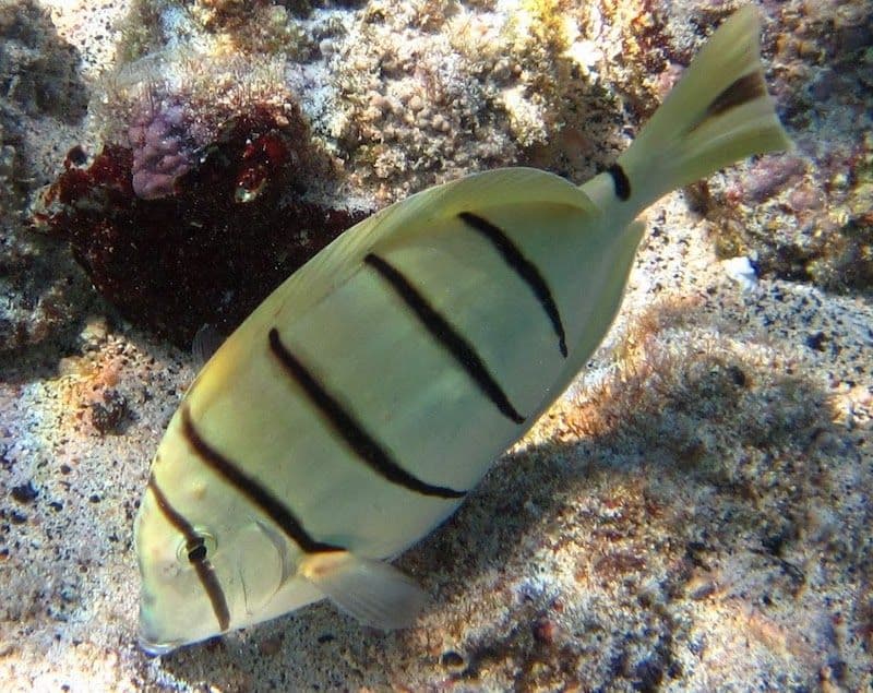 convict tang eating algae