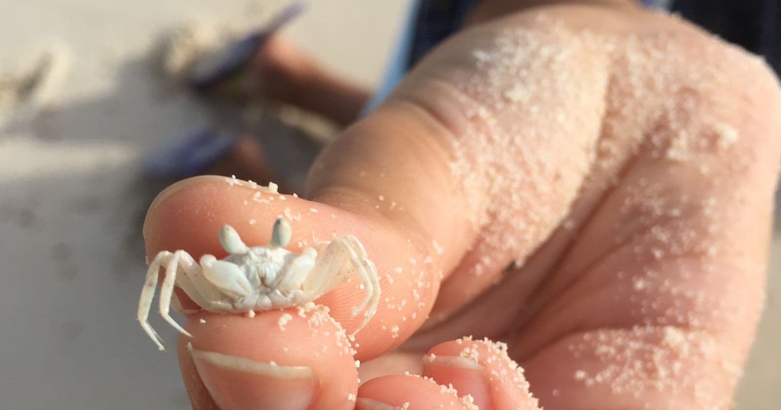 studying a ghost crab