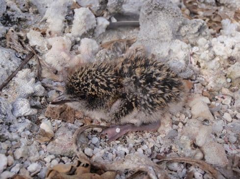 Sooty Tern baby